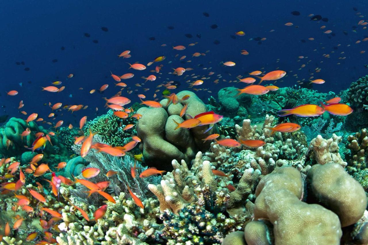 Murex Dive Resort Manado Exterior foto