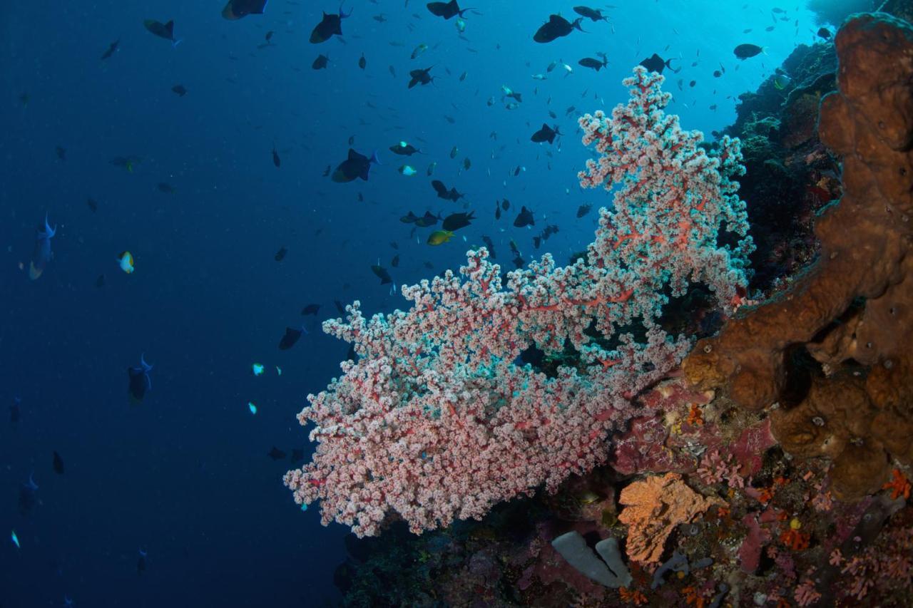 Murex Dive Resort Manado Exterior foto